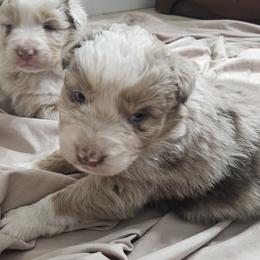 Merle Boy 1 - Red merle male Australian Shepherd puppy in Wauneta, Nebraska from 4H Aussies