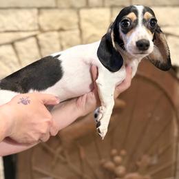 Snoop - Piebald male Dachshund puppy in Magnolia, Texas from Sandach’s Miniature Dachshunds