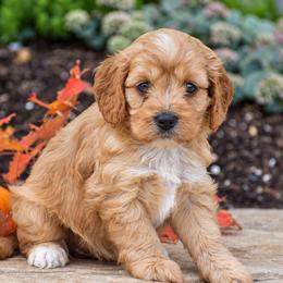 Cindy - Red female Cavapoo puppy in Gap, Pennsylvania from Country View Puppies ( License 18816)