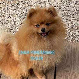 Dealer - Pomeranian