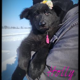 Holly - Black female German Shepherd puppy in Fort Jennings, Ohio from Von Holtzapple German shepherds