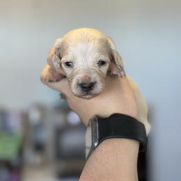 Boy 5 - Cream male Dachshund puppy in Las Animas, Colorado from J&D Dachsies
