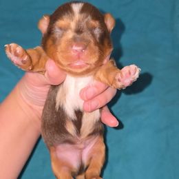 Chocolate Mrl M - Chocolate, tan and white male Yorkshire Terrier puppy in Lakeland, Florida from You Me & The Yorkies
