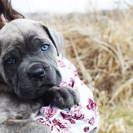 Girl 3 - Gray brindle female Cane Corso puppy in Emmett, Idaho from NorthWood’s Cane Corso