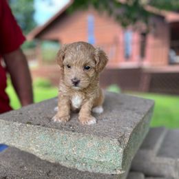 Pumpkin - Red male Maltipoo puppy in Oakland, Kentucky from Imperial Dogs