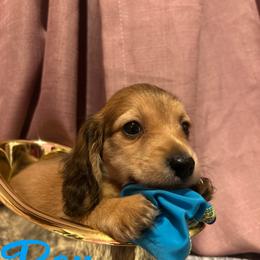 Dachshund Puppies from The long dogs of indiana