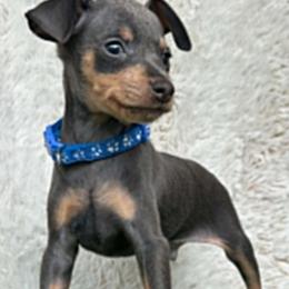 Boy 4 - male Miniature Pinscher puppy in Wayland, Michigan from DeLeeuw Family Miniature Pinschers