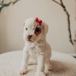 Purple Girl - Cream female Cavapoo puppy in Mckinney, Texas from Doodles of North Tx