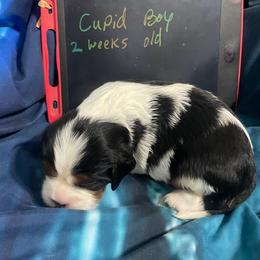 Cupid - Tri-color male Cavalier King Charles Spaniel puppy in Corona, California from Kelton Cavaliers