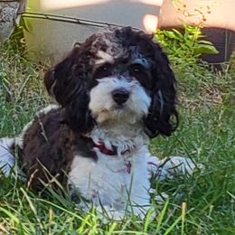 Romeo - Cavapoo