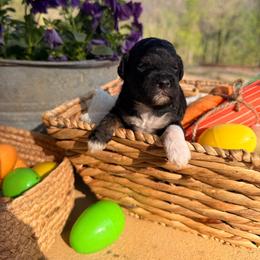 Max - Black tri-color male Aussiedoodle puppy in Tryon, North Carolina from Melrose Mountain Farm