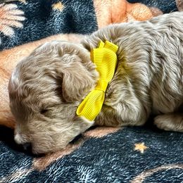 Jingle - Apricot male Poodle puppy in Adolphus, Kentucky from Deerly Poodles