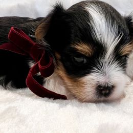 Biewer Terriers and Yorkshire Terriers from Skyridge Puppies