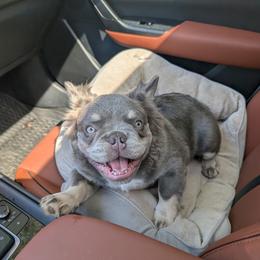 French Bulldog puppies from Sonoma Fabulous Frenchies