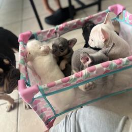 French Bulldog Puppies from Cocoskennel
