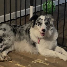 Border Collies from Rescued Dreams Border Collies