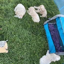 Cocker Spaniel Puppies from Taylor’s Cockerspaniels