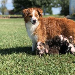 Aussiedoodle, French Bulldog, and Toy Australian Shepherd Puppies from Desert Dreamcatcher Ranch