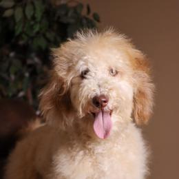 Rosé - Intermediate Trained Puppy - Transport Included - Chocolate merle female Bernedoodle puppy in Youngstown, Florida from Wonderland’s Boujie Kennels