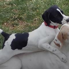 Pointers from Moorland Pointers