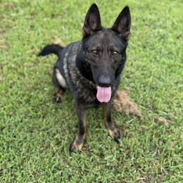 Dessi - German Shepherd