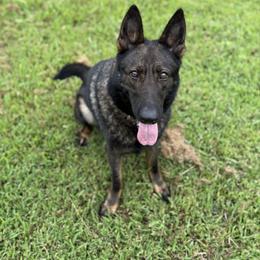 Dessi - German Shepherd