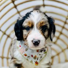 Assorted Doodle Crosses, Aussiedoodle, Australian Mountain Doodle, and Bernedoodle Puppies from North 40 Doodles