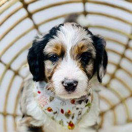 Assorted Doodle Crosses, Aussiedoodle, Australian Mountain Doodle, and Bernedoodle Puppies from North 40 Doodles