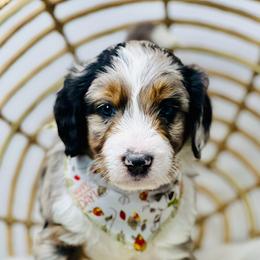 Assorted Doodle Crosses, Aussiedoodle, Australian Mountain Doodle, and Bernedoodle Puppies from North 40 Doodles