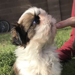 Shih Tzu Puppies from Willow Lane Shih Tzus