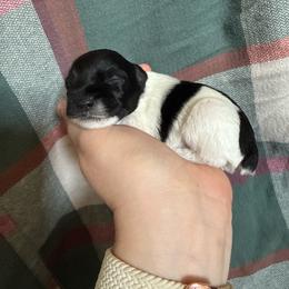 Knight - Parti male Miniature Schnauzer puppy in Scottsboro, Alabama from EsKay Mini Schnauzers