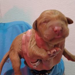 Faith - Golden female Golden Retriever puppy in Milwaukee, Wisconsin from Pedigree Golden Retrievers