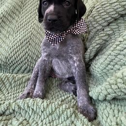 German Shorthaired Pointer Puppies from Owl Ranch GSP