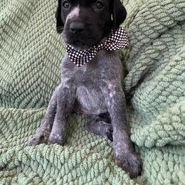 German Shorthaired Pointer Puppies from Owl Ranch GSP