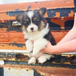 Stormy - Black and tan female Pembroke Welsh Corgi puppy in Chubbuck, Idaho from Sunny J Corgis and Mini Americans