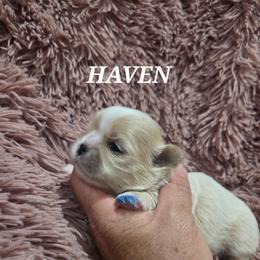 Haven - Gold and white female Shih Tzu puppy in Florida from 1st Passion Shih Tzus