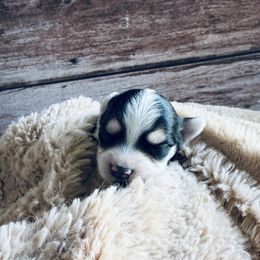 Ruby - Piebald female Morkie puppy in Tampa Bay, Florida from Woodpecker Ridge Pups