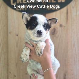Girl 1 - Blue mottled female Australian Cattle Dog puppy in Monroe, North Carolina from Creek View Cattle Dogs