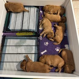 Golden Retriever Puppies from River City Goldens