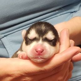 Siberian Husky Puppies from Trish's Siberians