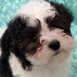Beseme's It's Not Just Smoke and Mirrors (''Dylan'') - Black and white male Havanese puppy in Salt Lake City, Utah from Beseme Havanese