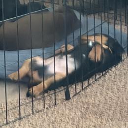 Dachshund Puppies from Adorable Doxies