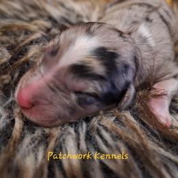 GARNER - Blue merle male Australian Shepherd puppy in Salem, Arkansas from Patchwork Kennels