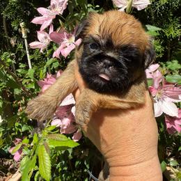 Teddy - Belge male Brussels Griffon puppy in Brooks, Georgia from Brooks Berner Bears & Brussels Griffons