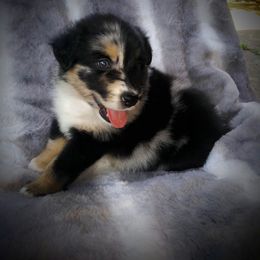 Australian Shepherd Puppies from Vortex Australian Shepherds