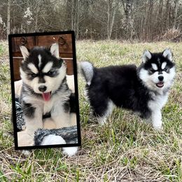 Quidditch - Black and white Siberian Husky puppy in Delta, Alabama from Gathering Rock Siberian Huskies