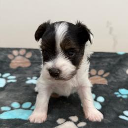 Hershey - Chocolate, tan and white male Yorkshire Terrier puppy in Crossville, Tennessee from Lil Britches Yorkies