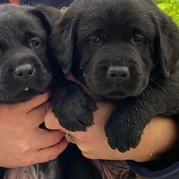 English Springer Spaniel and Labrador Retriever Puppies from Brae Kennels