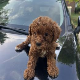 Tommy - Red  male Goldendoodle puppy in Mint Hill, North Carolina from DoodleForever