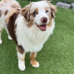Patchy - Red merle female Miniature American Shepherd puppy in Bradenton, Florida from Lightning's Legacy